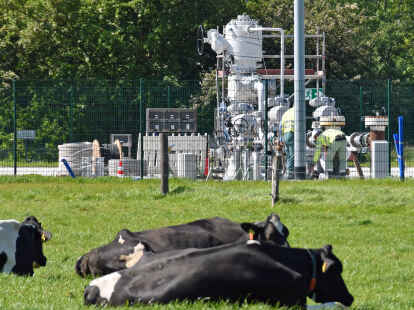 Kühe liegen im Gras vor einem Kavernenkopf im Wilhelmshavener Stadtnorden. Die Nordwestdeutsche Kavernengesellschaft hat jetzt eine von 39 Kavernen außer Betrieb genommen.
