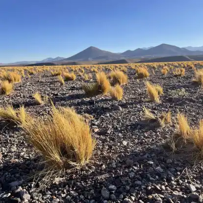 Die Atacama ist eine der trockensten Gegenden der Welt. Was nicht bedeutet, dass es dort keine Pflanzen oder Tiere gäbe, die sich an die widrigen Bedingungen angepasst haben.