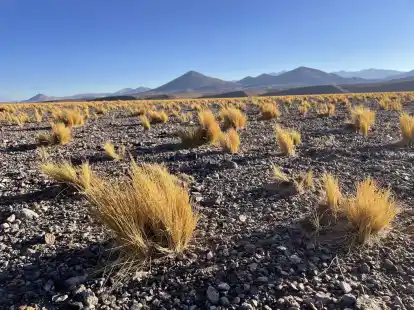 Die Atacama ist eine der trockensten Gegenden der Welt. Was nicht bedeutet, dass es dort keine Pflanzen oder Tiere gäbe, die sich an die widrigen Bedingungen angepasst haben.