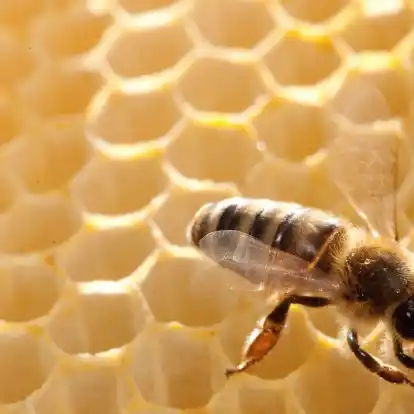 Für welche Honigsorte gesammelt wird, ist abhängig von der Jahreszeit und dem Standplatz der Bienenstöcke.