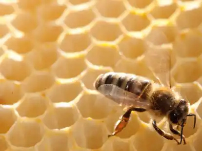 Für welche Honigsorte gesammelt wird, ist abhängig von der Jahreszeit und dem Standplatz der Bienenstöcke.