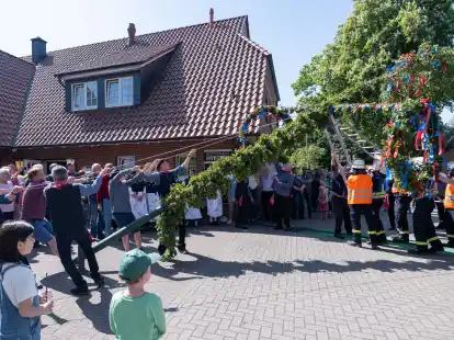 Hier ist Teamarbeit gefragt: In Ohmstede wird (wie hier im Vorjahr) der Pfingstbaum durchs Dorf transportiert und beim Restaurant „Mykonos im Wiesenkieker“  aufgestellt.