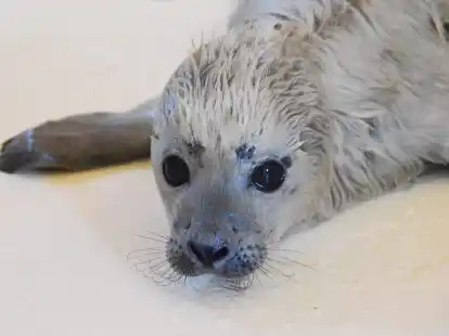 Der kleine Heuler Bosse ist als erster Heuler der diesj&auml;hrigen Geburtensaison in der Seehundstation Friedrichskoog aufgenommen worden.