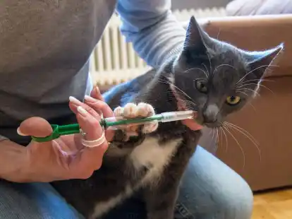 Nicht unbedingt beliebt bei Haustieren - auch bei vielen Halterinnen und Haltern nicht: die Wurmkur.