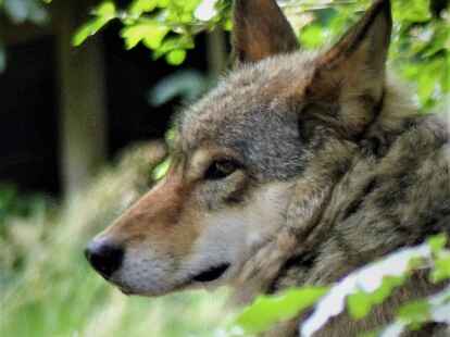 Streift ein Wolf (Archivbild) durch Oberhammeldwarden? Mehrere Sichtungen wurden am Donnerstagmorgen gemeldet.