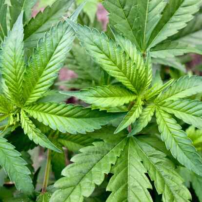 Polizei ermittelt gegen Cannabisbande in Niedersachsen und Bremen: In Delmenhorst wurde im Zuge von Ermittlungen unter anderem eine größere Menge Drogen aufgespürt. Ein Mann sitzt nun in Haft. (Symbolbild)