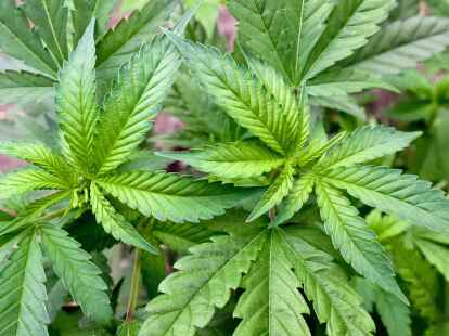 Polizei ermittelt gegen Cannabisbande in Niedersachsen und Bremen: In Delmenhorst wurde im Zuge von Ermittlungen unter anderem eine größere Menge Drogen aufgespürt. Ein Mann sitzt nun in Haft. (Symbolbild)