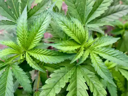 Polizei ermittelt gegen Cannabisbande in Niedersachsen und Bremen: In Delmenhorst wurde im Zuge von Ermittlungen unter anderem eine gr&ouml;&szlig;ere Menge Drogen aufgesp&uuml;rt. Ein Mann sitzt nun in Haft. (Symbolbild)