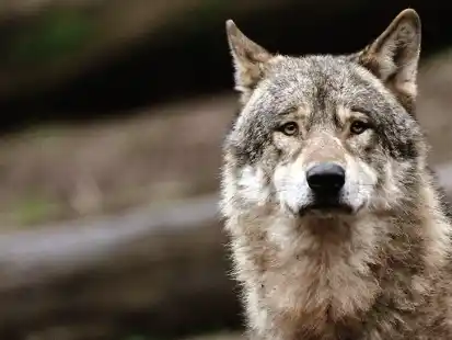 Ein Wolf hat in Moorriem bei Elsfleth zwei Schafe gerissen. Das best&auml;tigt die Landwirtschaftskammer Niedersachsen. (Symbolbild)