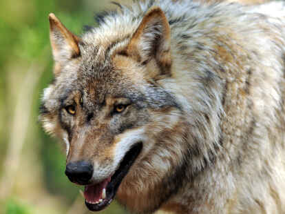 Ein junger Wolf in einem Wildpark. In freier Natur richten die findigen Raubtiere unter Nutztieren nicht unerhebliche Schäden an.