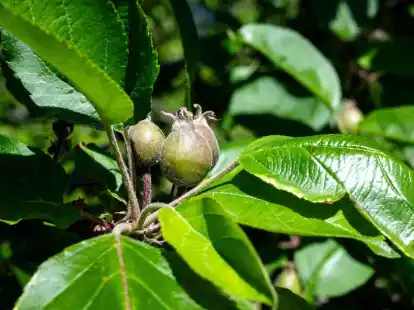 Die K&auml;ltephase im April hat vielen Apfelb&auml;umen zugesetzt.