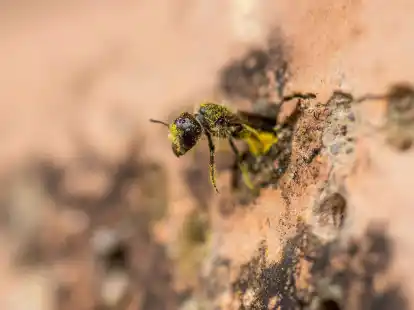 Eine Gemeine L&ouml;cherbiene (Heriades truncorum) schiebt sich r&uuml;ckw&auml;rts in ihr Nestloch an einer steinernen Nisthilfe.