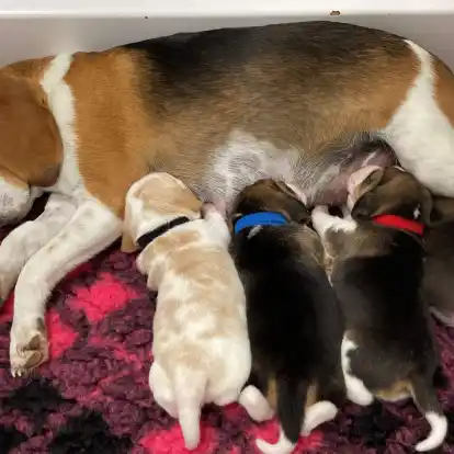 Eine Beagle-Mutter säugt ihre Welpen. Hundemamas erkennen ihren eigenen Nachwuchs am Gewimmer.