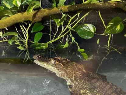 Einzug ins neue Zuhause: Siam-Krokodil Guillaume hat ihr neues Gehege im Seelter Reptilienhuus in Ramsloh bezogen.