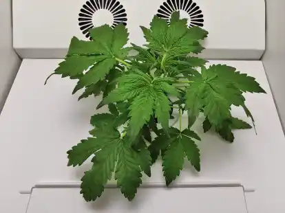 So sieht eine Cannabispflanze in der dritten Woche nach der Keimung in der Hey-abby Grow Box aus.