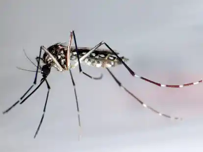 Die Gelbfiebermücke, Denguemücke oder Ägyptische Tigermücke überträgt verschiedene Krankheiten.