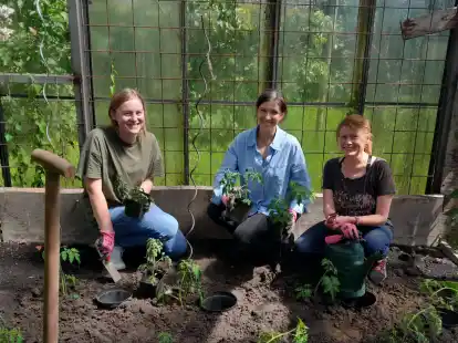 Gärtnern für den guten Zweck: Das Team des Projekts „Wilma“ sucht Tomatenpaten. Diese pflegen zu Hause eine Tomatenpflanze und spenden den Ertrag an die Tafel.