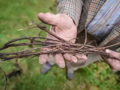 Die S&uuml;&szlig;holzwurzel kann bei Erk&auml;ltungskrankheiten helfen.