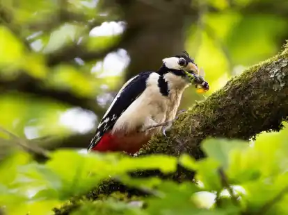 Typische Waldvögel, wie der Buntspecht, sind immer häufiger in Wohngebieten vorzufinden.