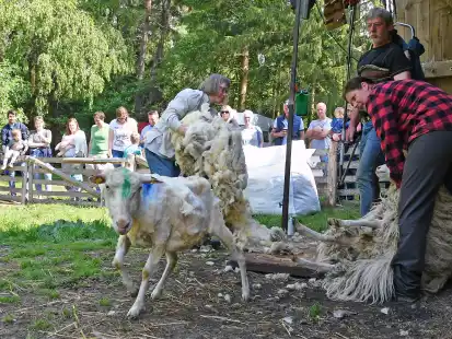 Am Sonntag werden auf dem Pestruper Gr&auml;berfeld bei Wildeshausen wieder die Schafe geschoren. Die besondere Aktion zieht jedes Jahr viele Besucher an.