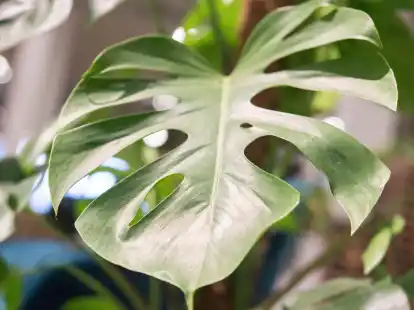 Die Monstera ist leicht zu erkennen: Sie hat bis zu 50 Zentimeter gro&szlig;e Bl&auml;tter in sattem Gr&uuml;n, die an den Seiten tiefe Kerben entwickeln.