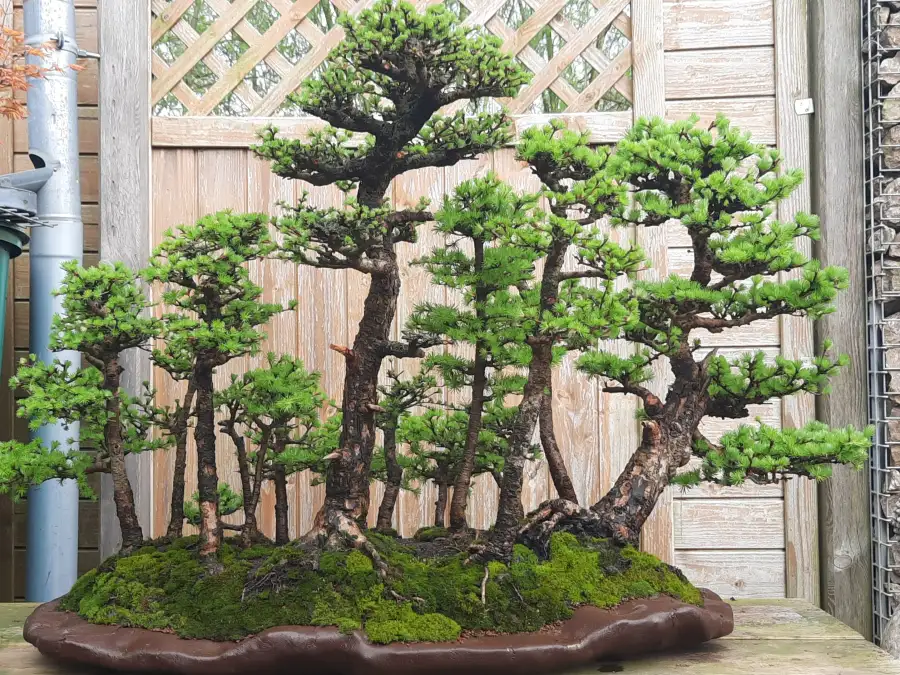 Bonsai Ausstellung Leer: Evenburg prsentiert Naturkunstwerke im Miniformat