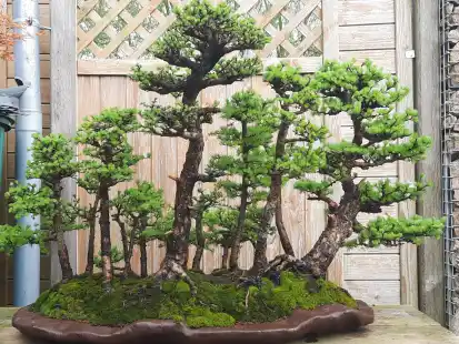 Bonsai - Bäume im Miniformat werden in der Evenburg ausgestellt