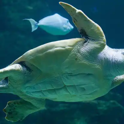 «Die Tatsache, dass die Brutzeit früher beginnt, deutet darauf hin, dass die Schildkröten sich anpassen, um die sehr hohen Temperaturen im Sommer zu vermeiden.»