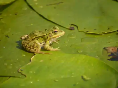 Bei der Woche der Natur k&ouml;nnen Teilnehmer die Tier- und Pflanzenwelt Etzhorns kennenlernen.