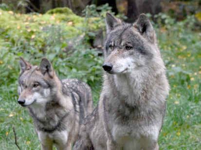 War es ein Wolf? Diese Frage gilt es in der Gemeinde Hinte nach einem erneuten Angriff auf einem Pferdehof einmal mehr zu kl&auml;ren.