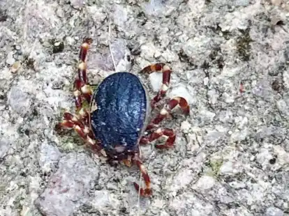 Eine Zecke der tropischen Gattung Hyalomma - gesichtet in Bobenheim-Roxheim (Rhein-Pfalz-Kreis).