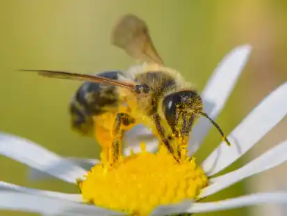 Eine Wildbiene sucht nach Nektar auf einer Bl&uuml;te einer Magerwiesen-Margerite.