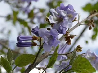 Die blauvioletten Blüten des Kiribaums erinnern an den Fingerhut und geben dem Klimabaum ein besonderes Aussehen.