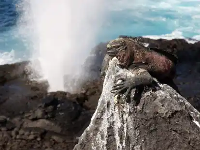 Auf den Gal&aacute;pagos-Inseln hat sich eine einzigartige Tier- und Pflanzenwelt entwickelt. Um diese weiterhin zu sch&uuml;tzen, wird sich die Nationalpark-Geb&uuml;hr verdoppeln.