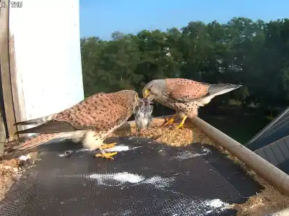 Das Turmfalken-P&auml;rchen bringt eifrig Nahrung f&uuml;r den Nachwuchs.