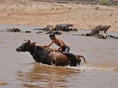 Ein junger Mann badet sein Vieh im Fluss Tawi in Jammu und nimmt gleichzeitig eine Erfrischung.