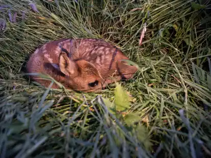 Blo&szlig; nicht streicheln: Wer Rehkitze anfasst, riskiert, dass sie vom Muttertier versto&szlig;en werden.