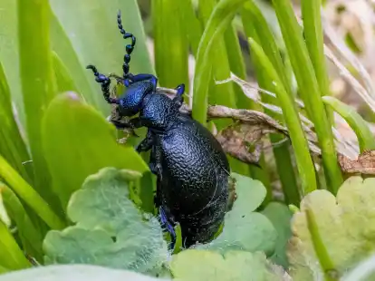 Ein Schwarzblauer &Ouml;lk&auml;fer (Meloe proscarabaeus) sitzt in einem Beet in einem Garten.