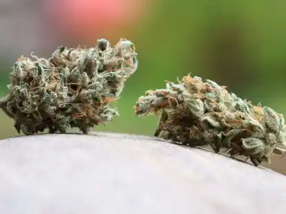 Am 1. April 2024 war das Cannabis-Gesetz in Deutschland in Kraft getreten.