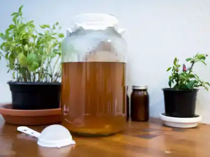 Kombucha besteht aus fermentiertem Tee. Das Getr&auml;nk soll gesundheitsf&ouml;rdernd sein, doch wissenschaftlich nachgewiesen wurde diese Wirkung bislang nicht.