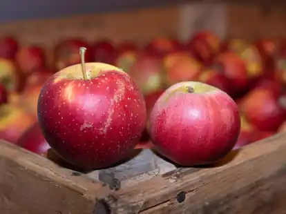 Alte Apfelsorten wie Wellant (l) und Berlepsch (r) haben einen hohen Polyphenolgehalt, was sie zu idealen &laquo;Allergiker-&Auml;pfeln&raquo; macht.