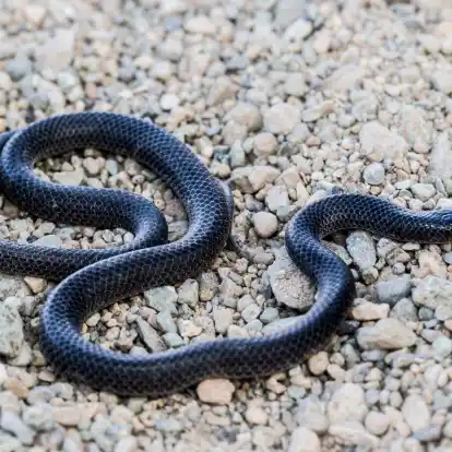 Ein Exemplar mit schwarzer Färbung: Die kleine Schlange zählt zu den sogenannten Eigentlichen Nattern.