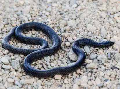 Ein Exemplar mit schwarzer Färbung: Die kleine Schlange zählt zu den sogenannten Eigentlichen Nattern.