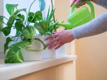 Gut gegossene Pflanzen sorgen für eine höhere Luftfeuchtigkeit in den Räumen.