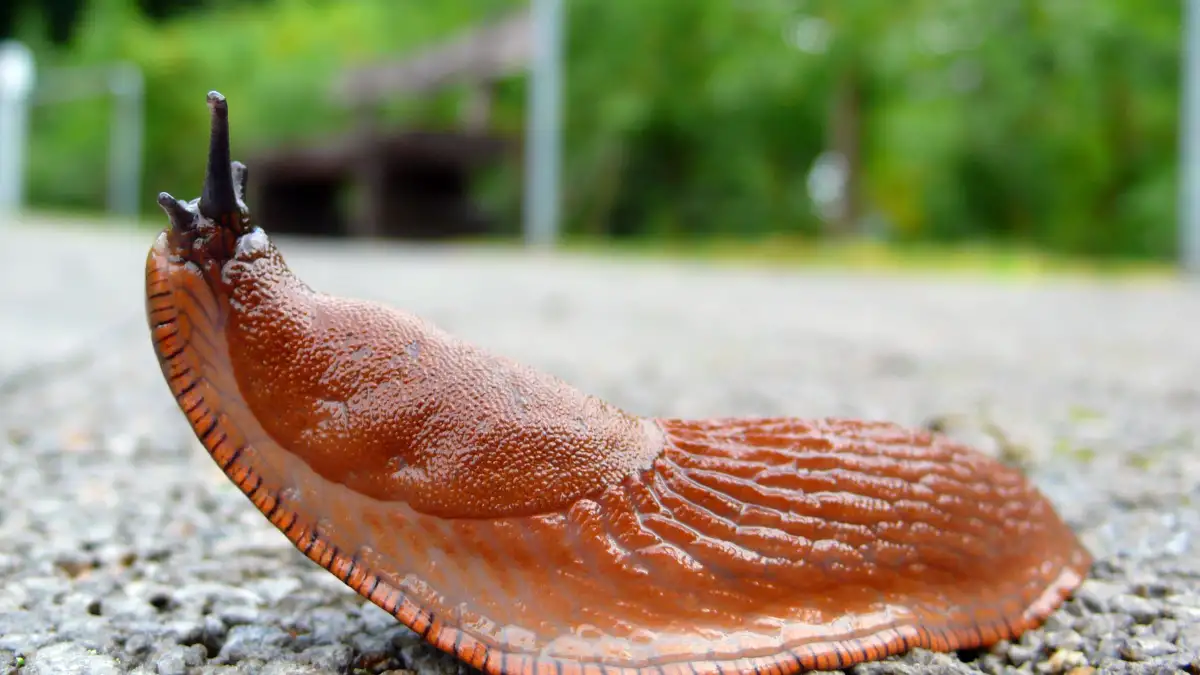 Nacktschnecken in Niedersachsen Viele Schnecken im Garten