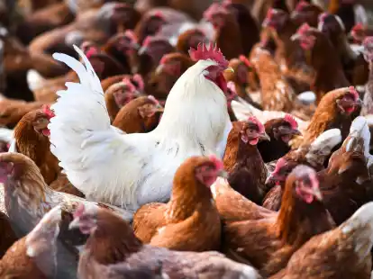 Eine 59 Jahre alte Person sei in Mexiko-Stadt am 25. April nach einer Infektion mit dem Virus A(H5N2), einem Vogelgrippe-Subtyp, gestorben, hei&szlig;t es in einer Mitteilung der WHO.