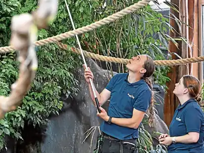 Aquarium in Wilhelmshaven: Nachwuchs bei Faultieren Freddy und Frieda