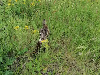 Bild: Feuerwehr Bremerhaven