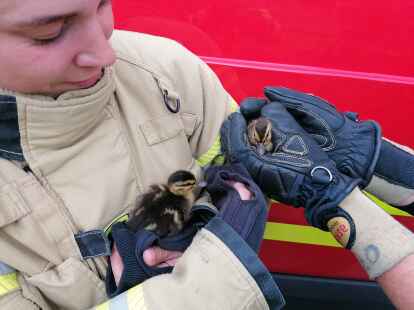 Bildunterschrift: Feuerwehr rettet Entenfamilie Bildnachweis: Feuerwehr Bremerhaven