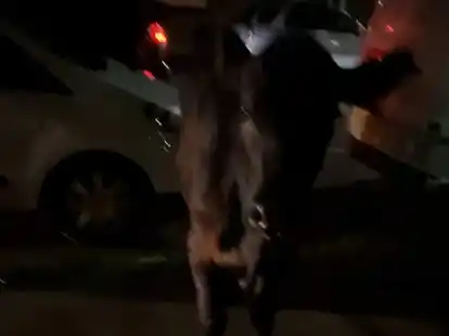 Dieses Standbild aus einem Video zeigt die entlaufende Kuh. Zwei Mal wurde sie von einem Polizeiwagen gerammt.